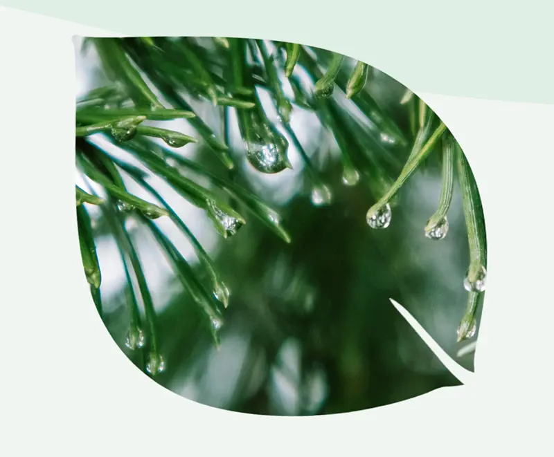 Close-up of water droplets on green pine needles inside a leaf-shaped graphic frame.